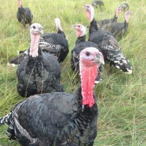 Organic, Pasture-raised Turkey 18-20lbs Deposit
