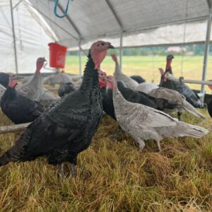 Organic, Pasture Raised Turkey 8-12lbs Deposit