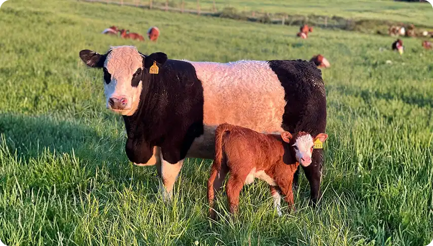 Our Mission | Carnation Farms