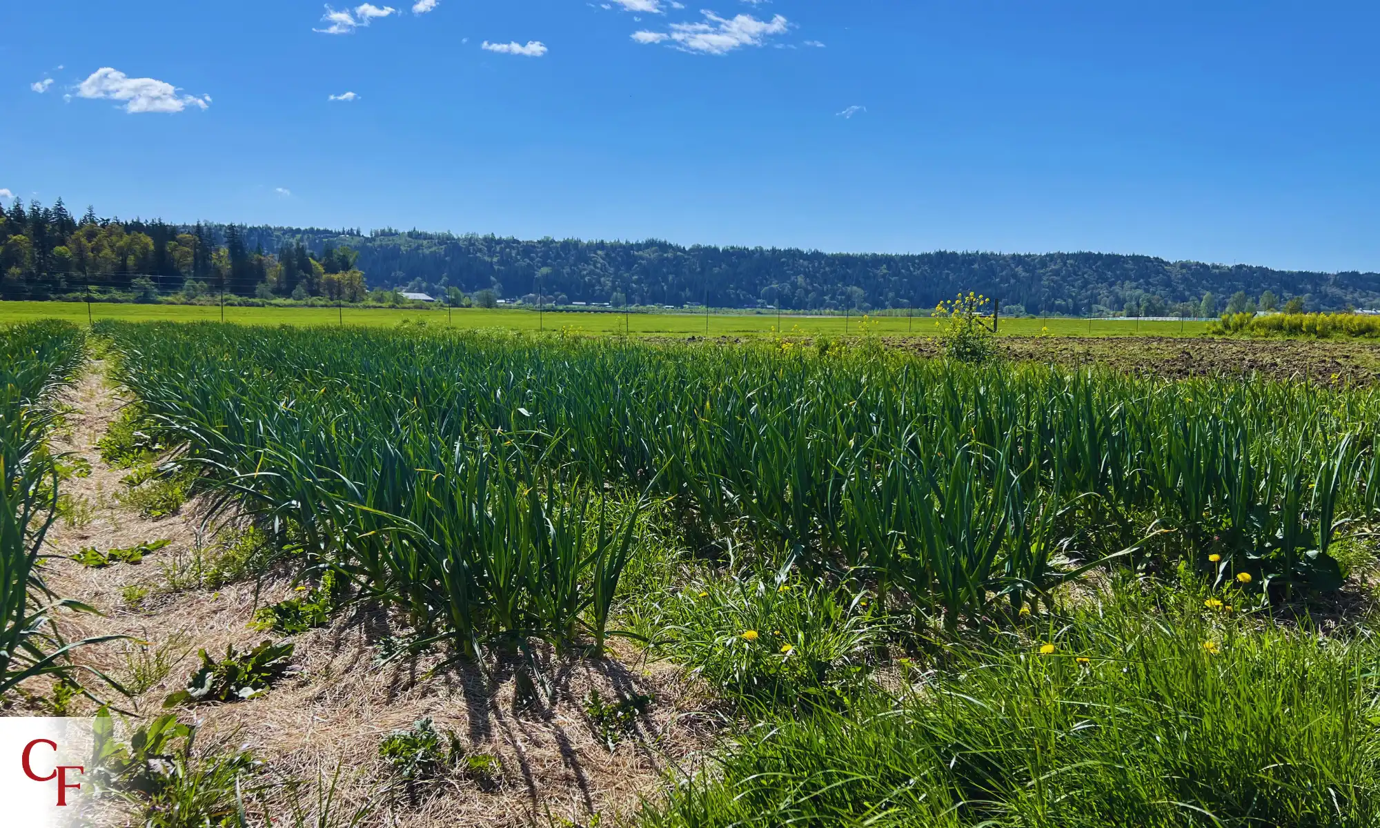 Soil Health Practices | Carnation Farms Regenerative crop rows and open fields under clear blue sky at Carnation Farms