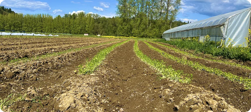 Get Involved Impact 1 | Carnation Farms