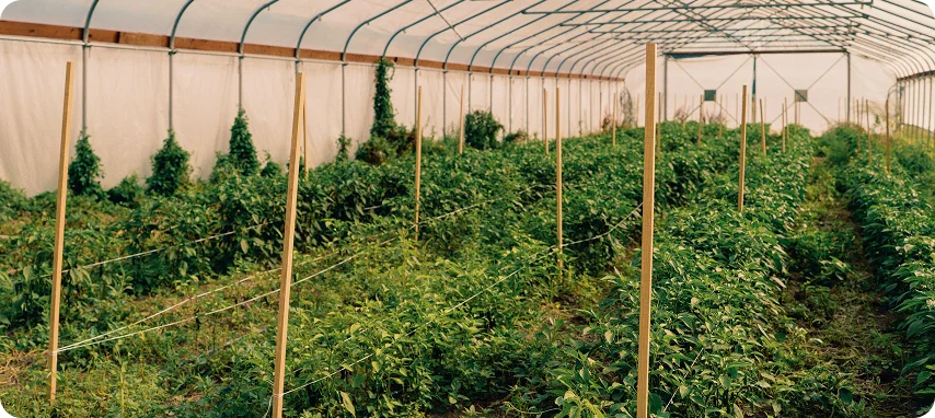 Get Involved Impact 3 | Carnation Farms