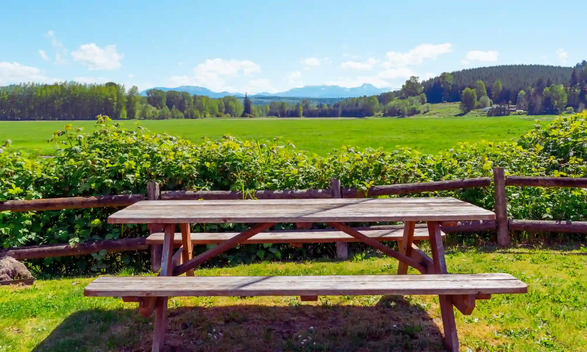 Outdoor company picnic venue with scenic mountain views at Carnation Farms